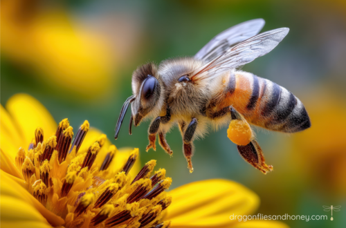 honeybee pollinating sunflower