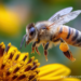 honeybee pollinating sunflower