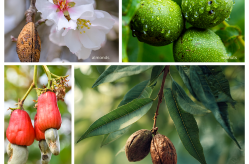 almond, walnut, cashew, pecan tree blooms