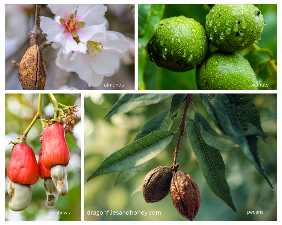 almond, walnut, cashew, pecan tree blooms